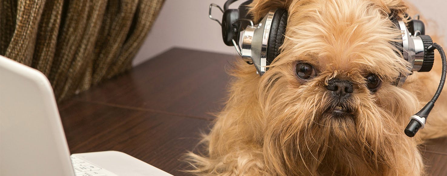Can Dogs Hear Computer Speakers?