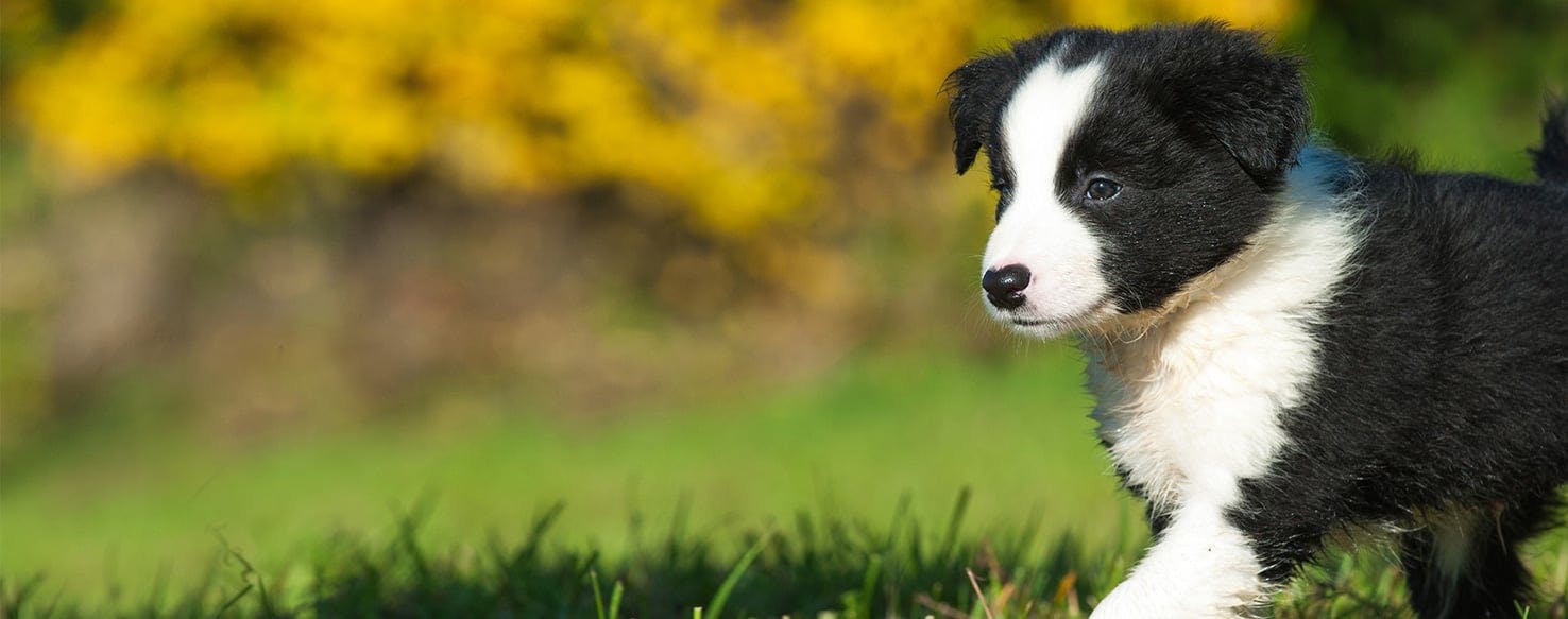 Can Dogs Smell Grubs?