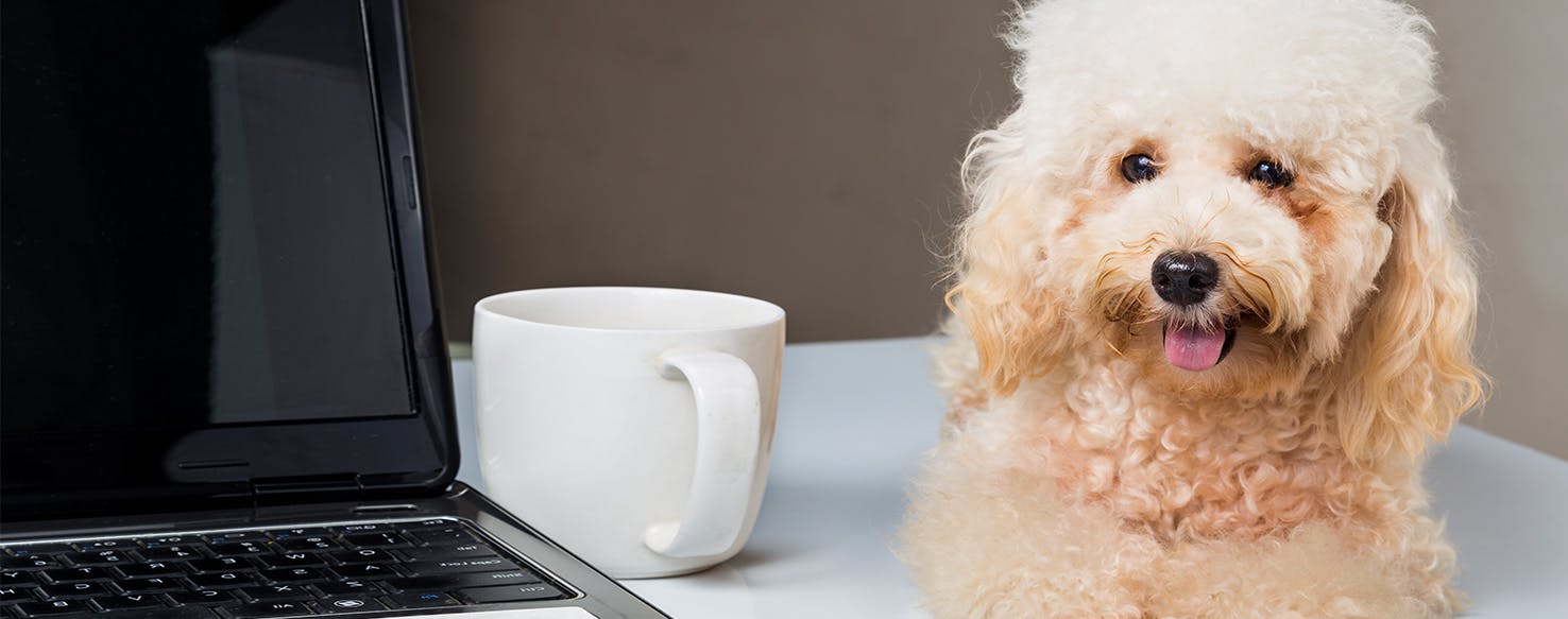 Can Dogs Smell Through Coffee?