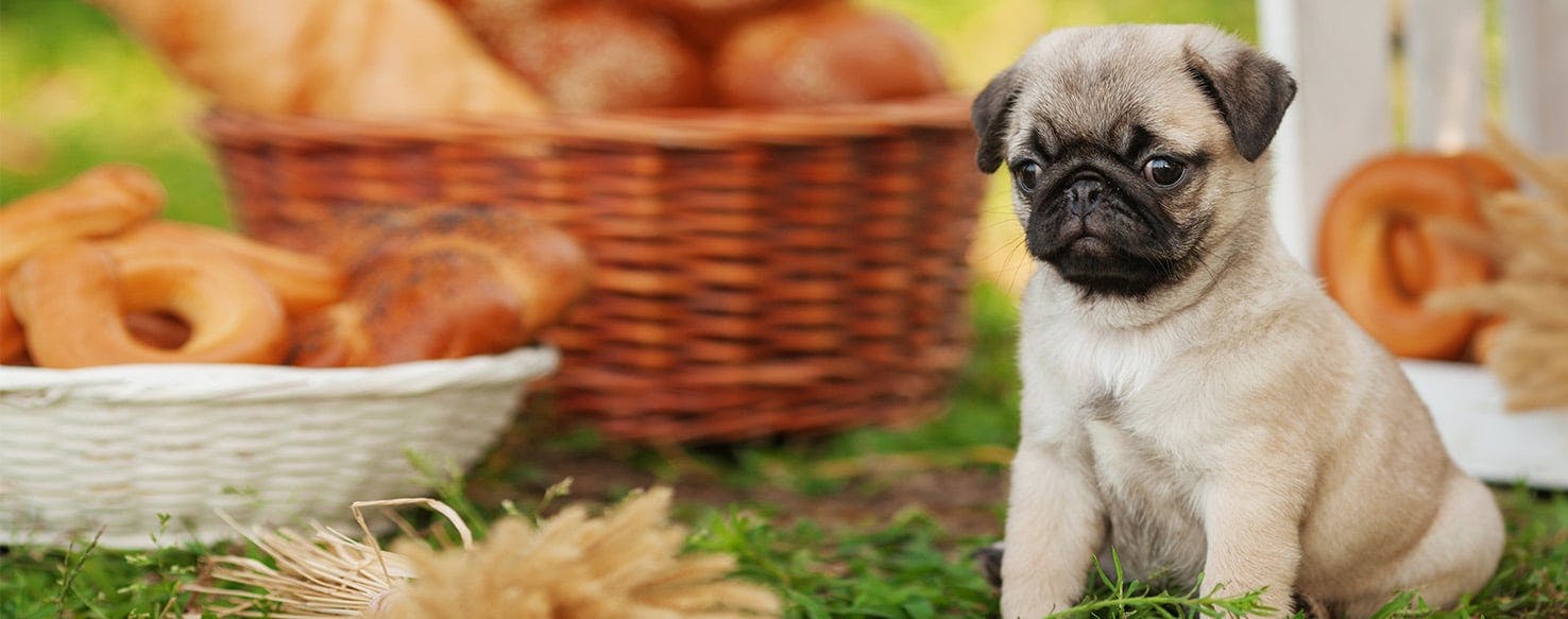 pug looks like bread