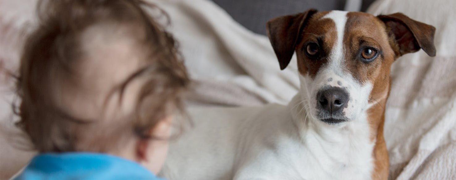 Can Dogs Tell Gender of Humans?