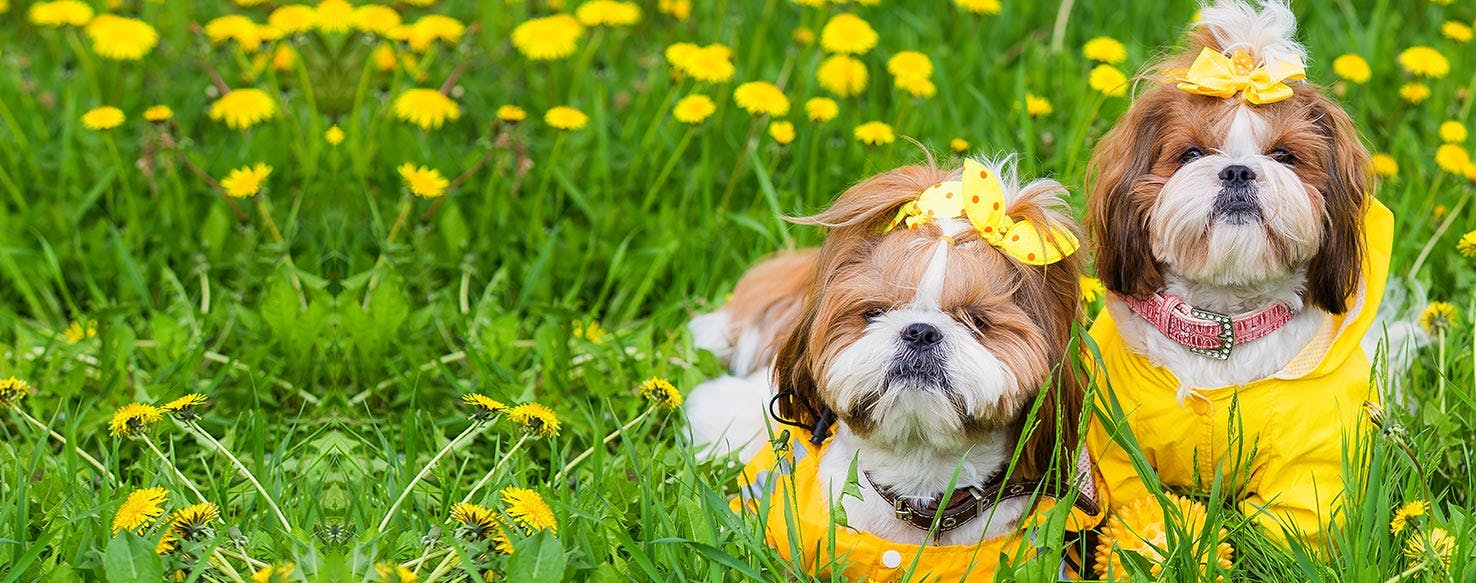 Can Dogs Smell Gender?