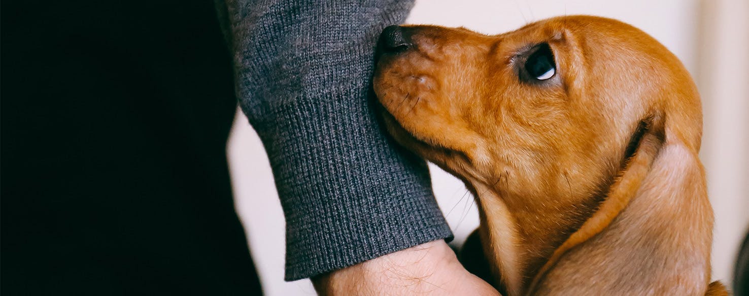 Can Dogs Tell When You're Upset?
