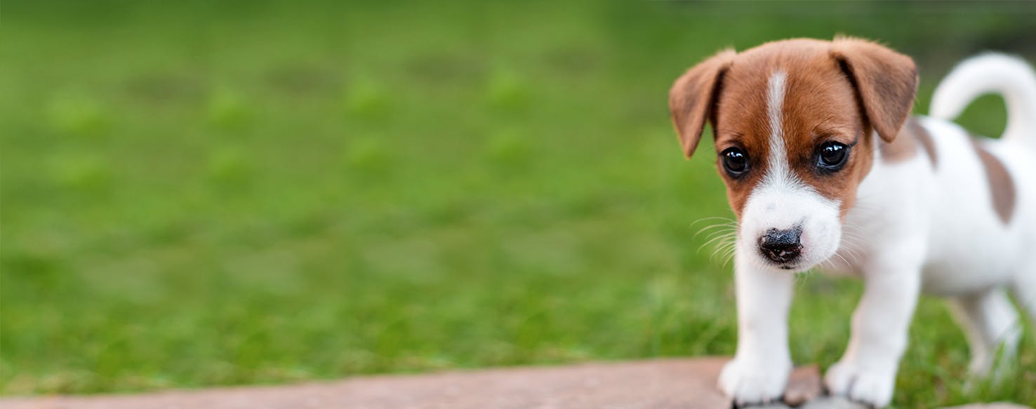 Can Dogs Hear Worms?