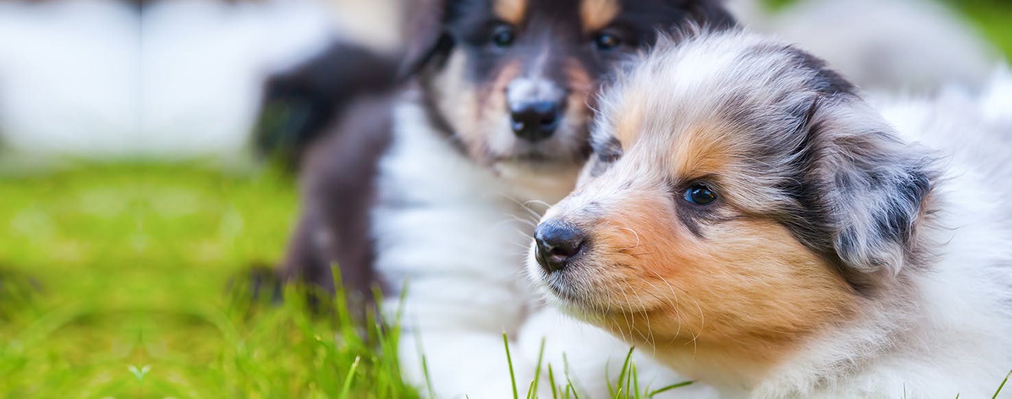 can cadaver dogs smell bones