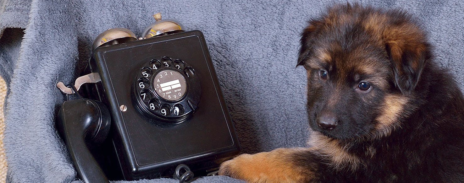 Can Dogs Hear Telephones?