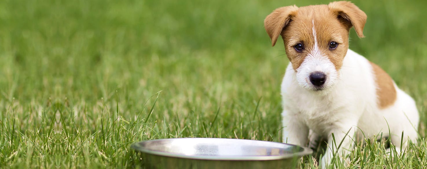 Can Dogs Taste Mushy Food?