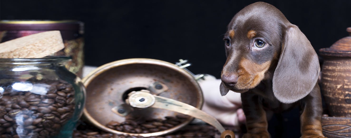 Can Dogs Taste Black Beans?