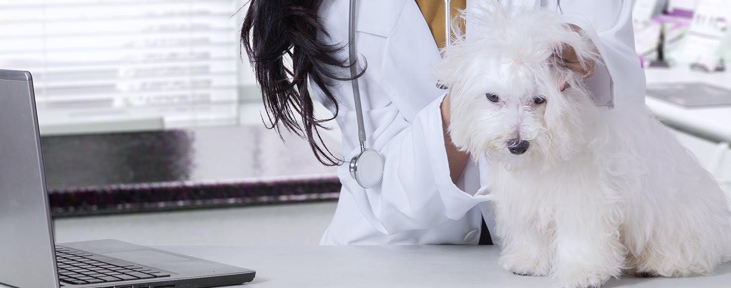 Can Dogs Overdose on Flea Medication?