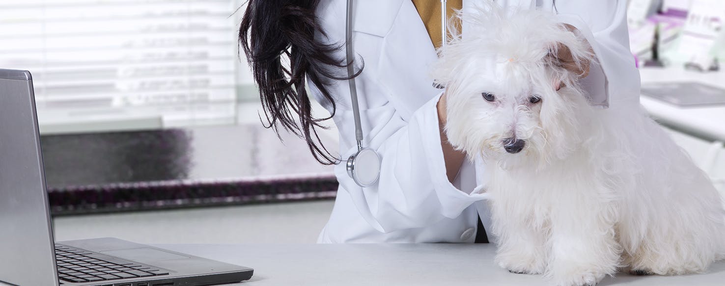 can flea treatment make a puppy sick