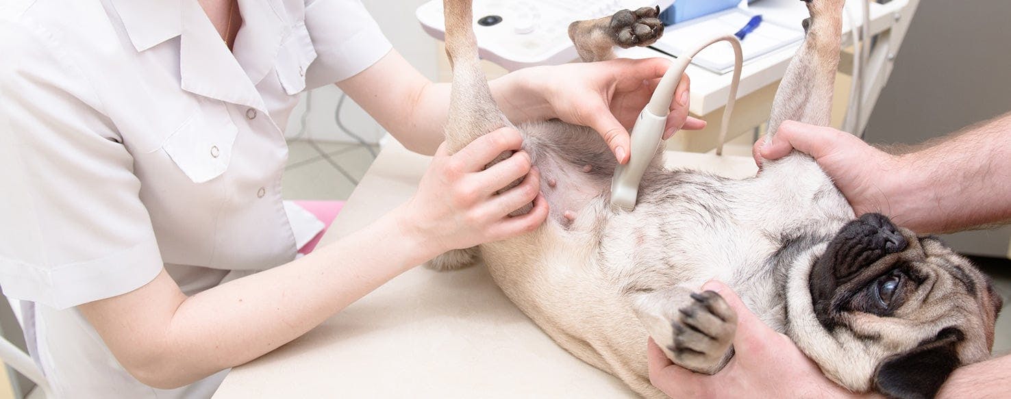 how is an ultrasound done on a dog