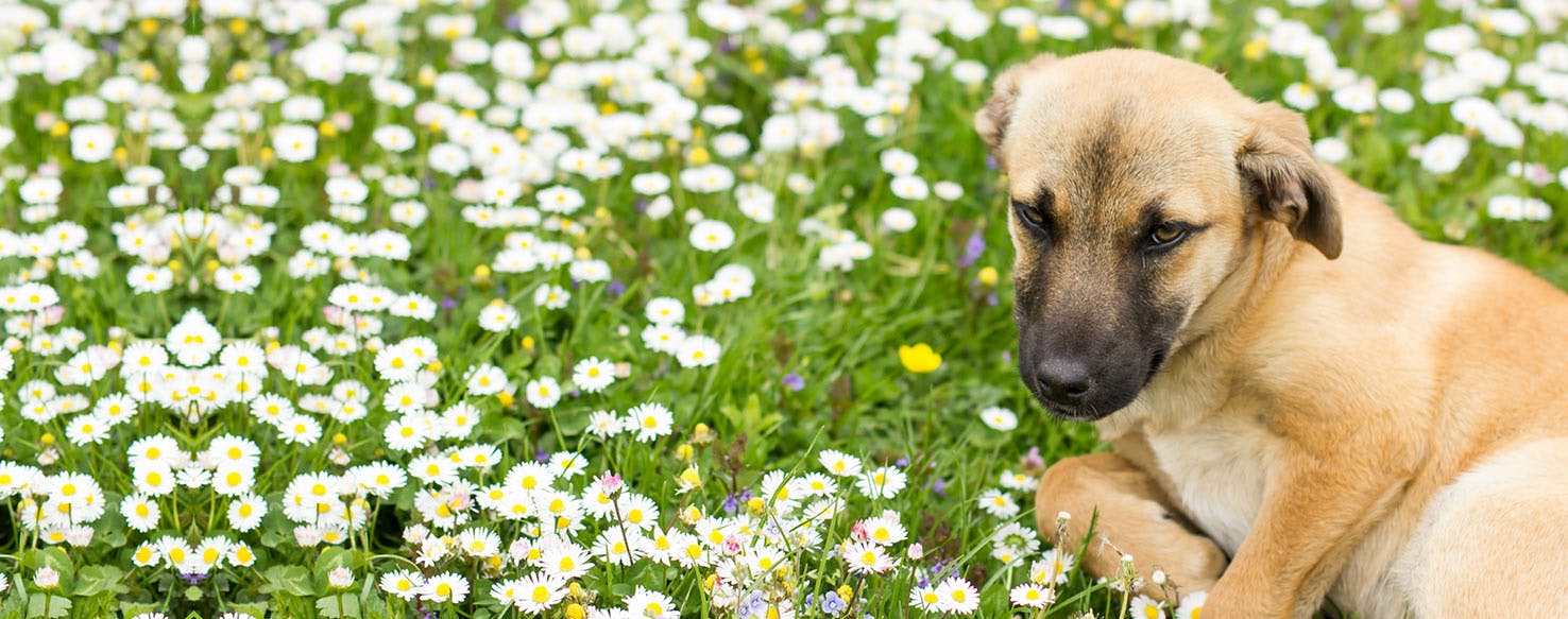 Can Dogs Taste Artichokes?