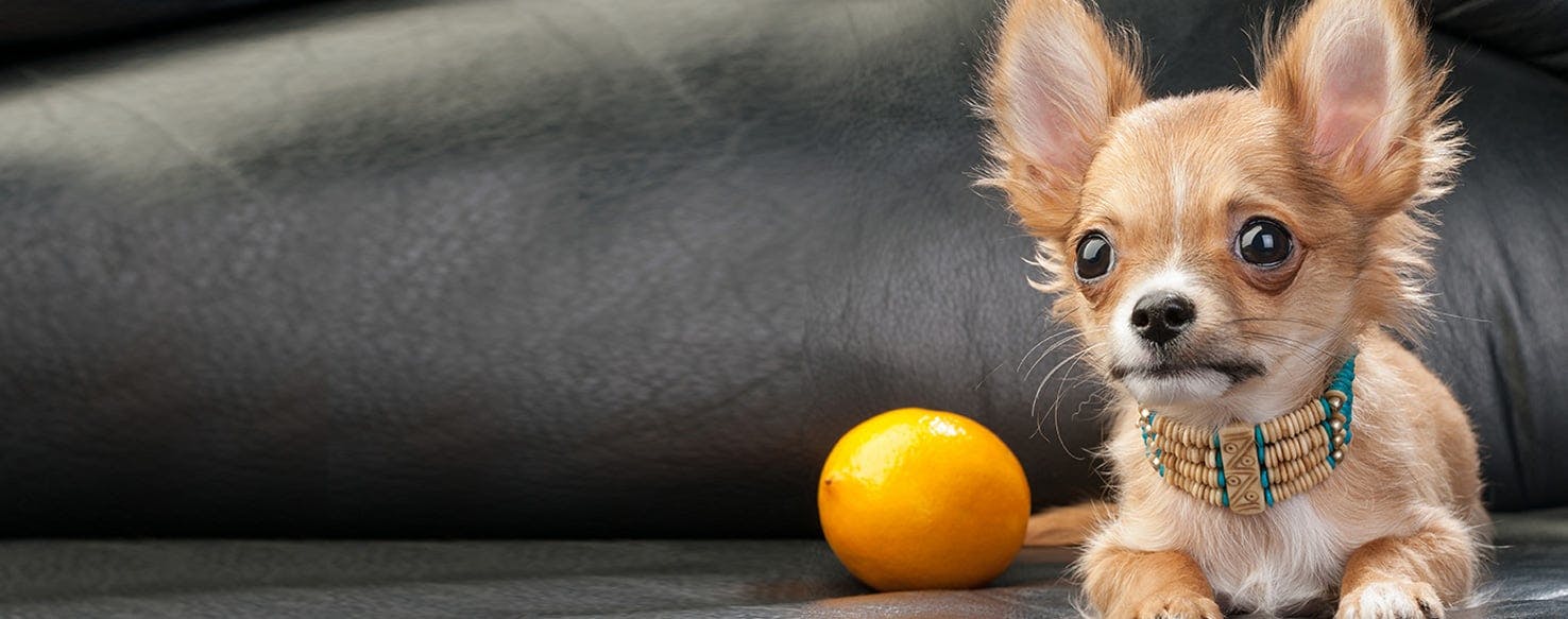 Can Dogs Lick Lemons?