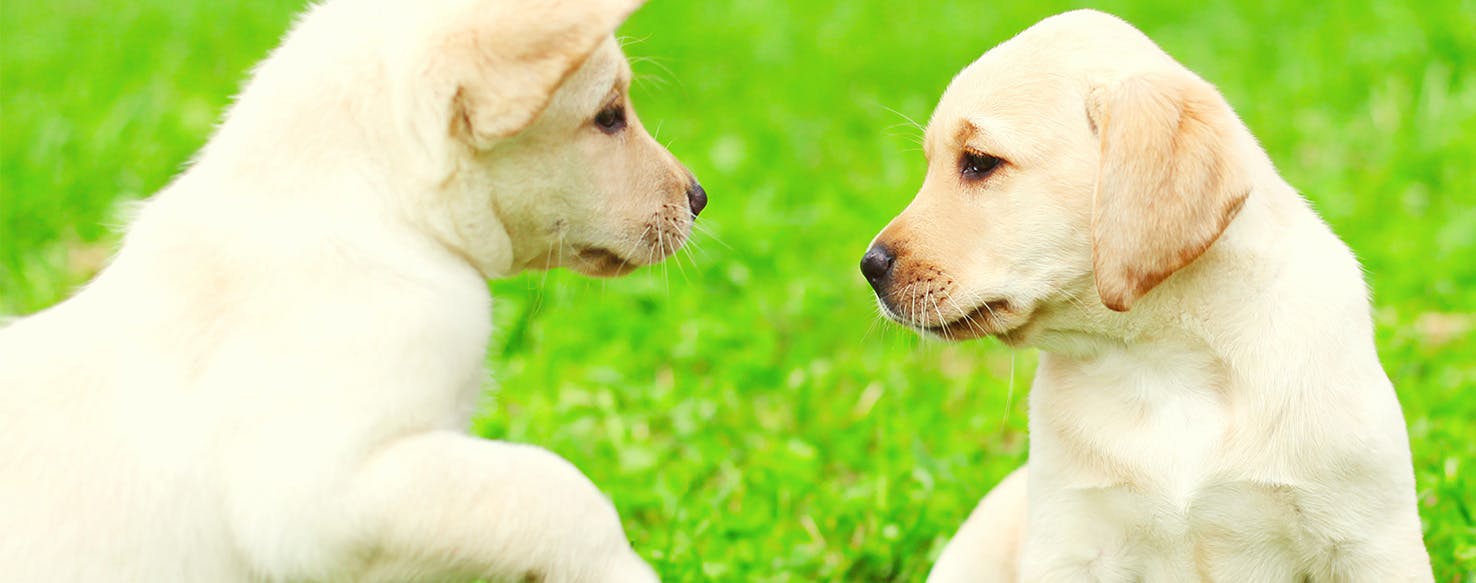 do female dogs recognize their puppies