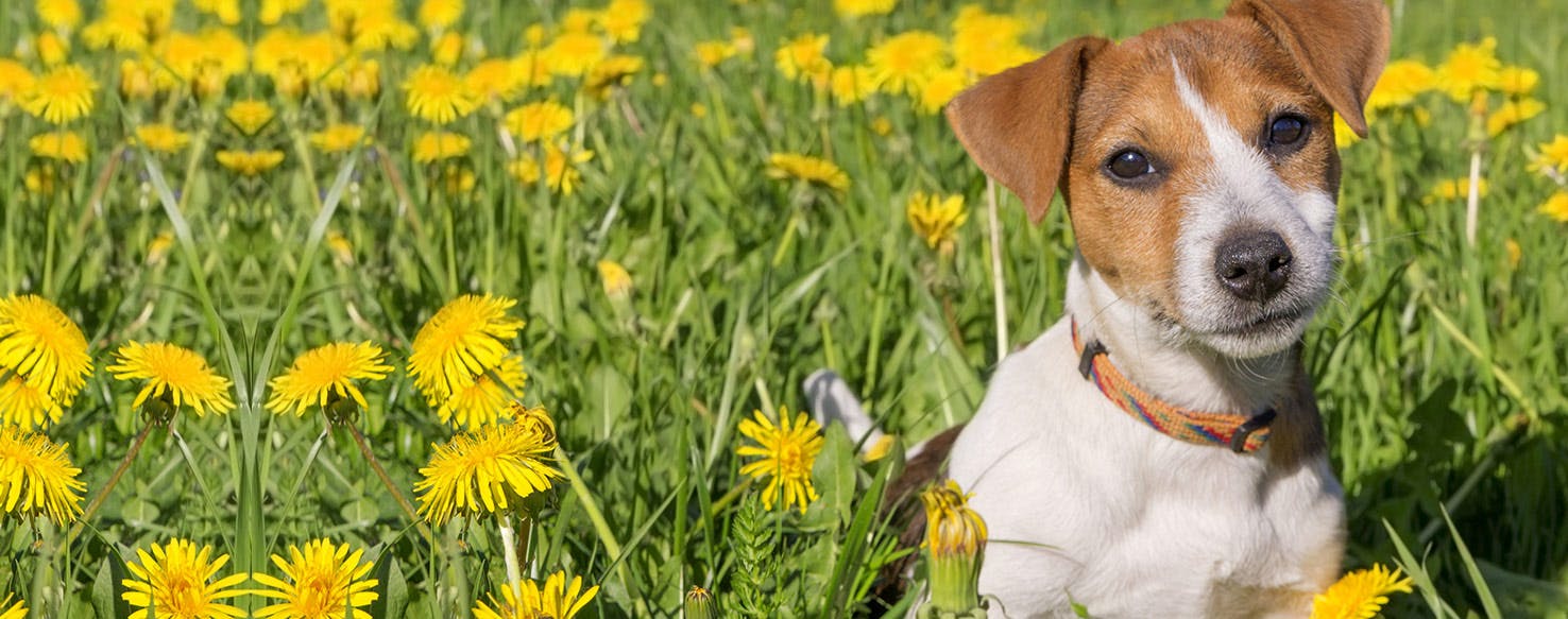 Can Dogs Taste Mashed Food?