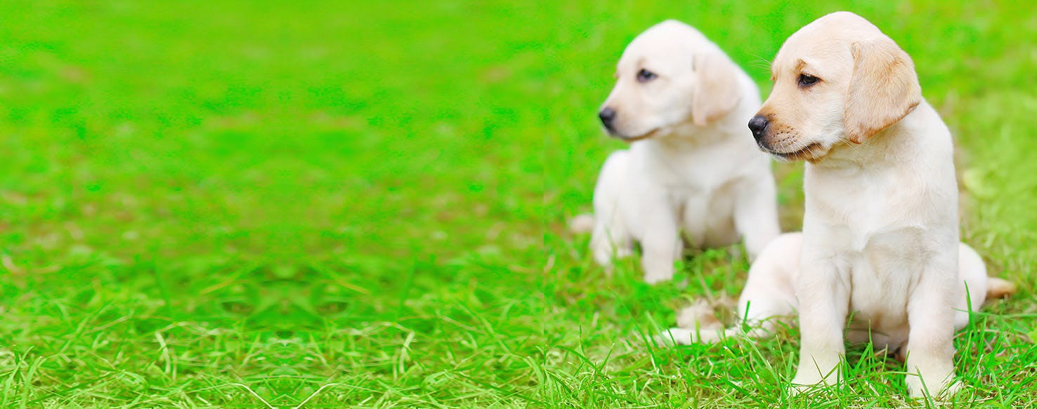 Can Dogs Hear Bat Echolocation?