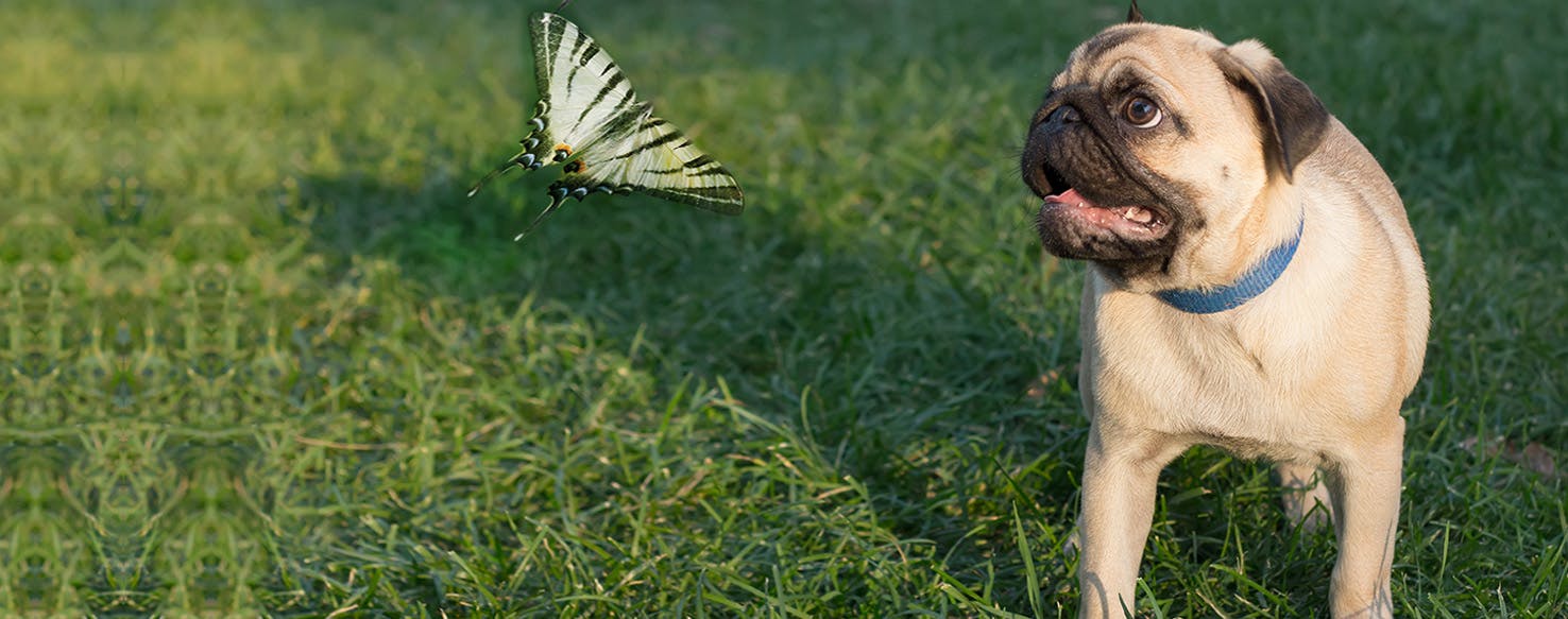 Can Dogs Hear Insects?