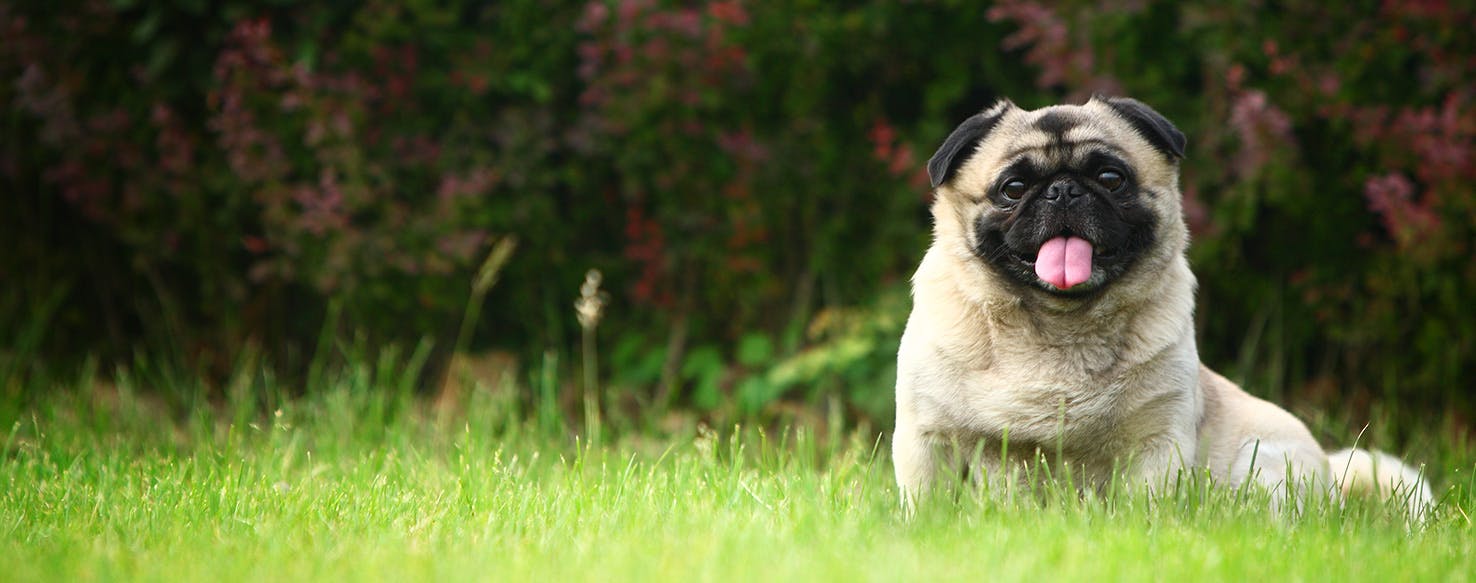 Dog Found Guarding Owner's Body After His Death Looking for New Home