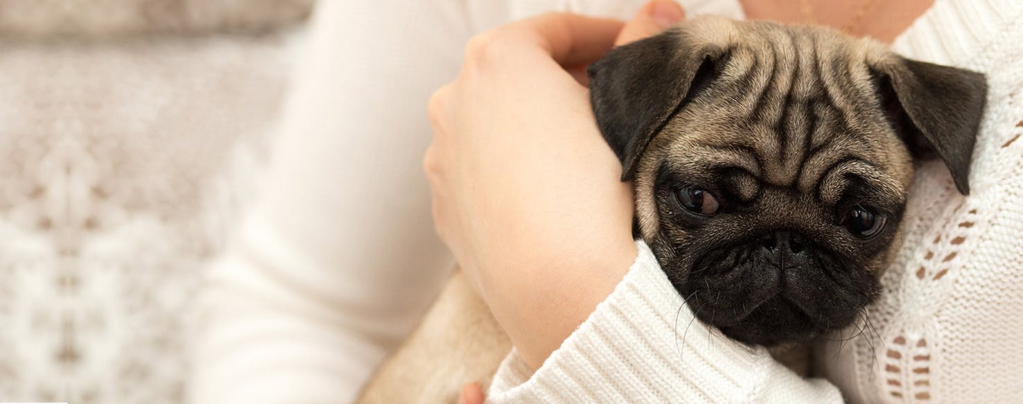 Can Dogs Tell When You are Sad?