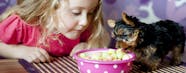 Can Dogs Taste Hot Food Wag 