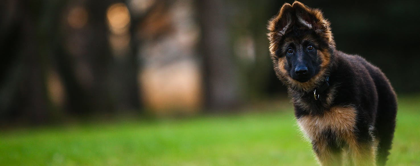 are floppy eared dogs friendlier