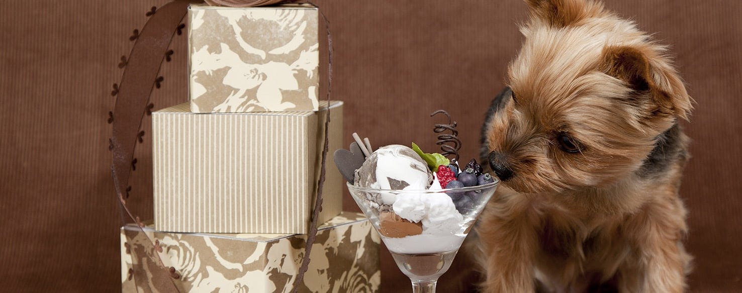 what happens if a dog licks chocolate ice cream