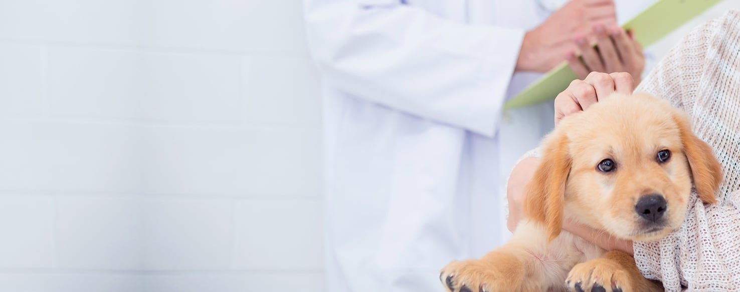 Can Dogs Live Without Vaccines?