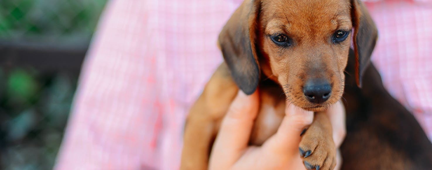 Can Dogs Tell Your Emotions?