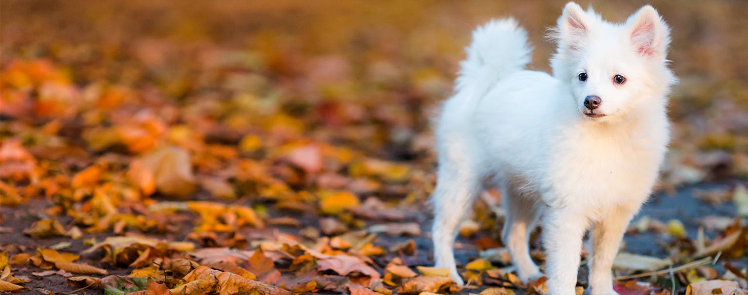 Can Dogs Hear Bats?