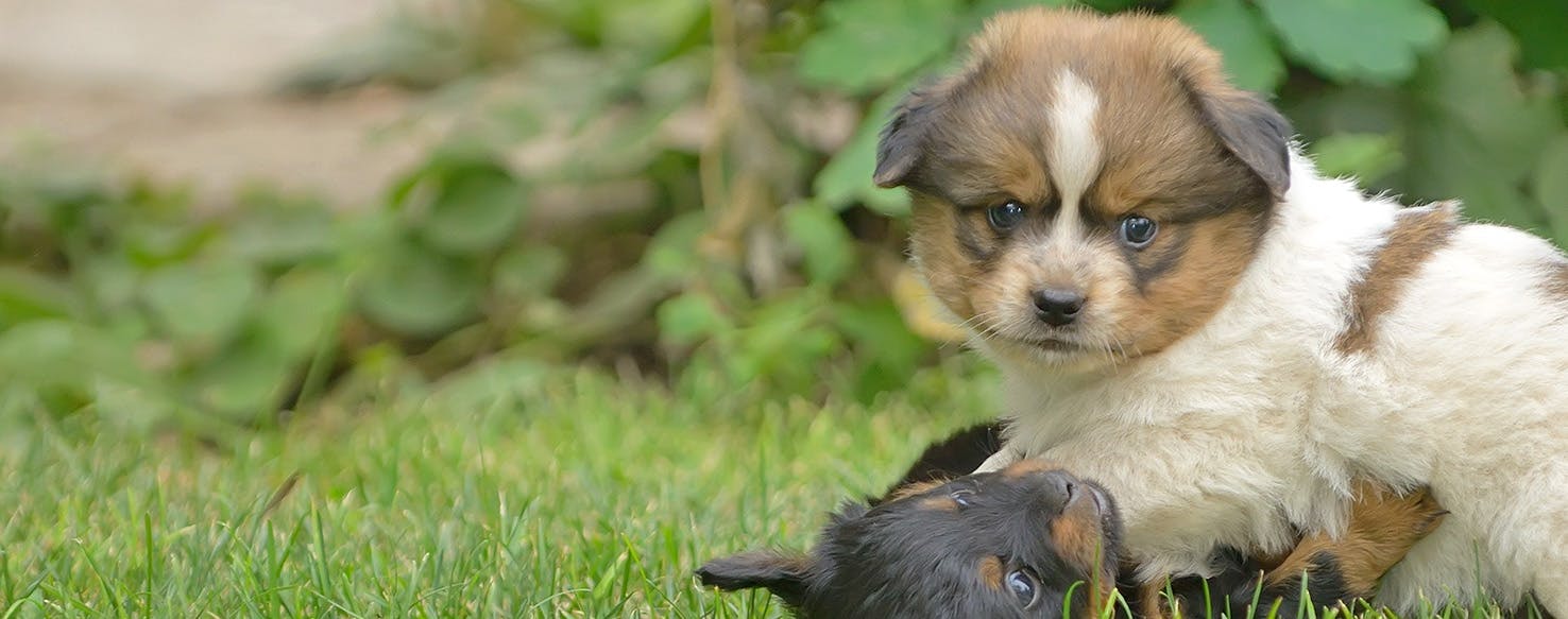 Can Dogs Smell Edible Weed?