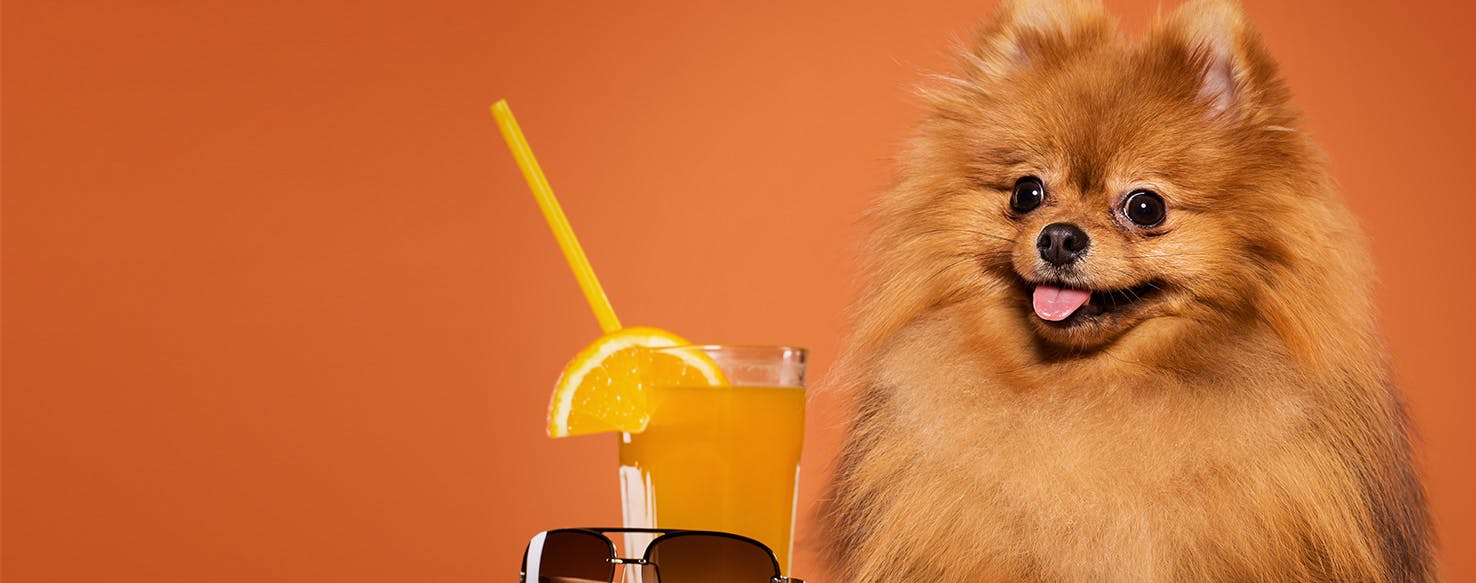 Pomeranian and lemon sour