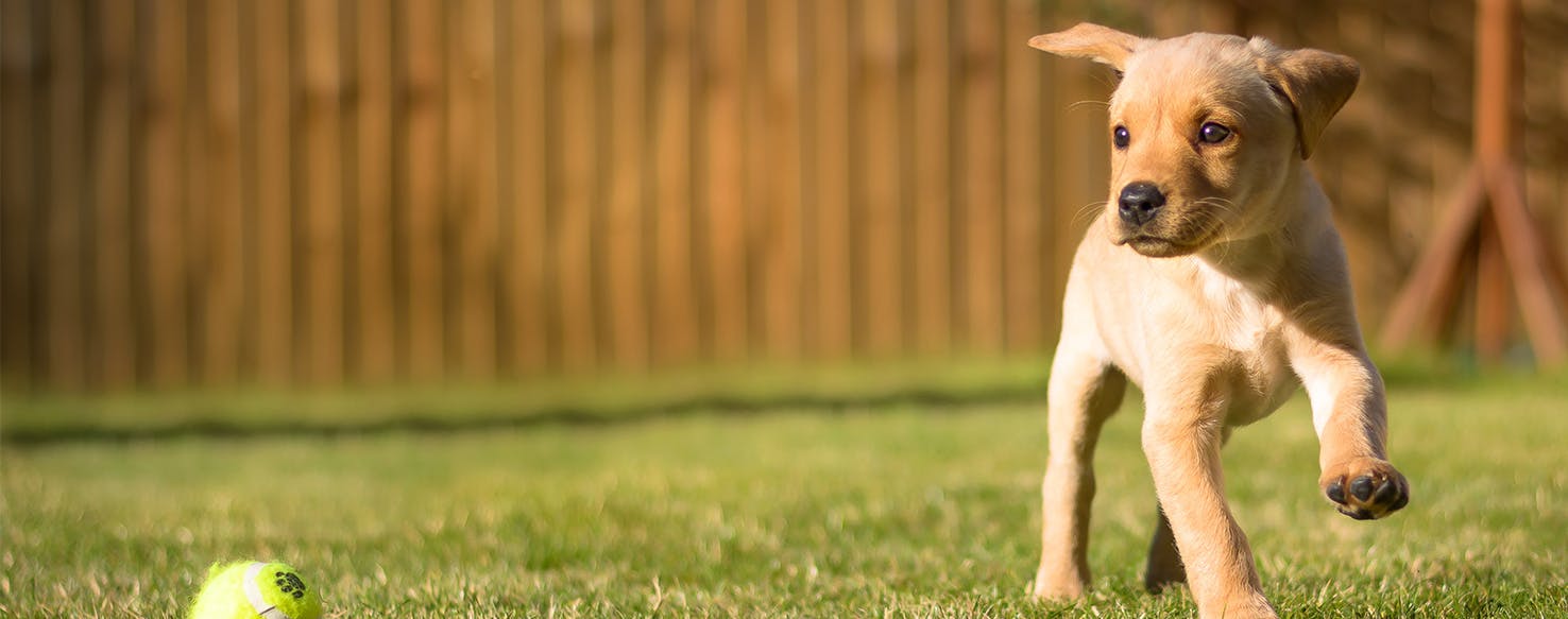 Can Dogs Taste Salt?