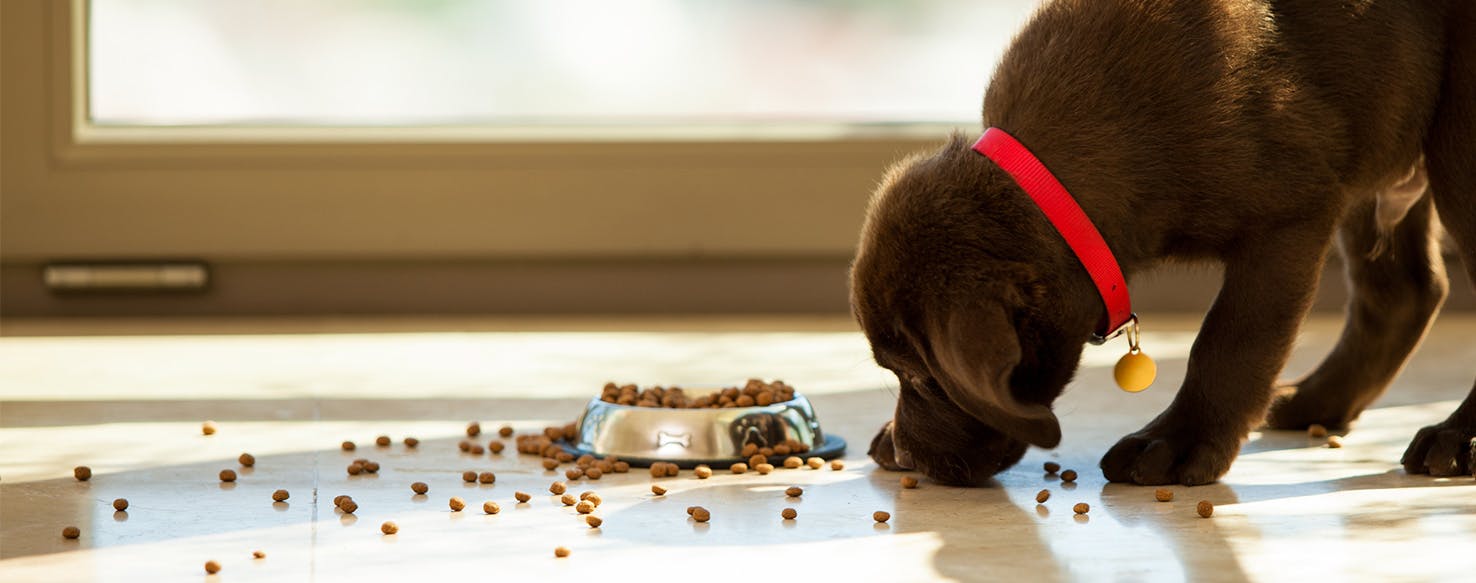 Can Dogs Taste Grainy Food?
