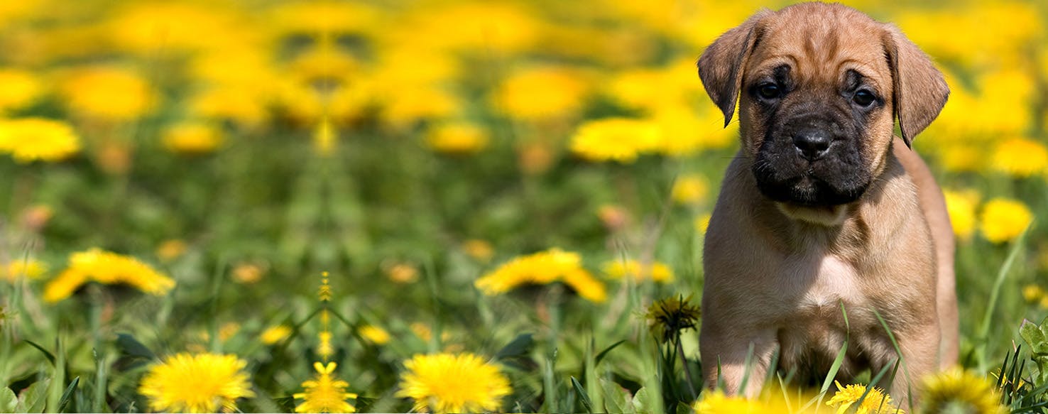 Can Dogs Taste Beets?