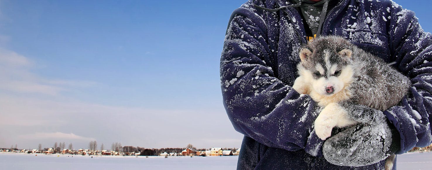 Can Dogs Live in the Cold?