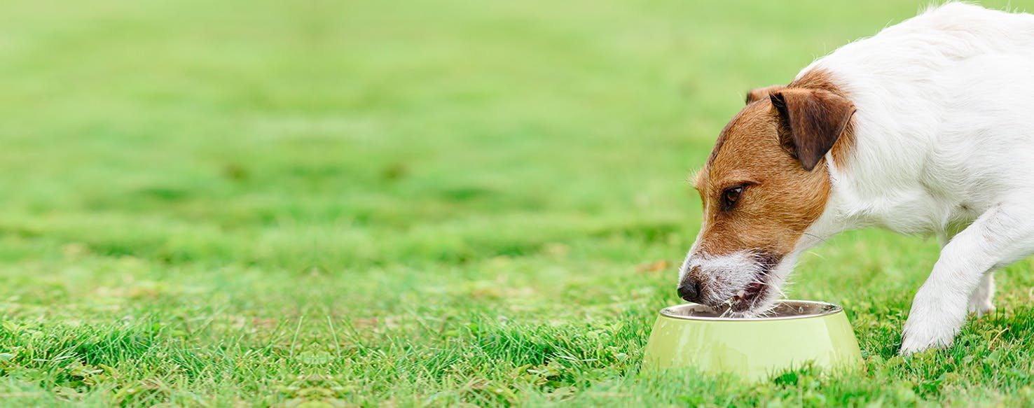 Can Dogs Taste Moist Food?