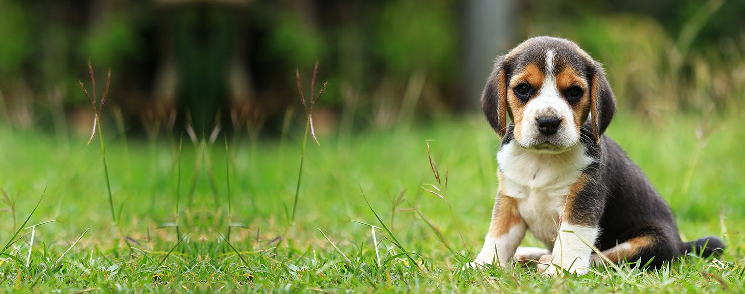 Can Dogs Live with Seizures?
