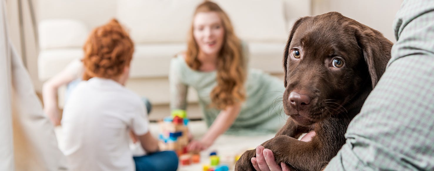 Can Dogs Read Minds?