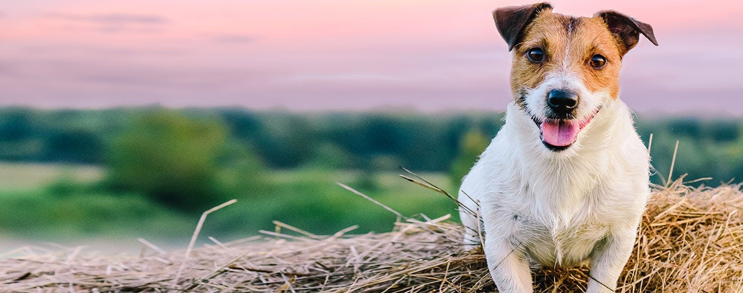 does dogs sense bad weather coming