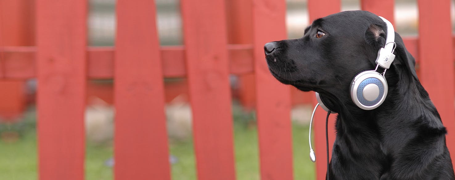 Dog singing 2024 to music