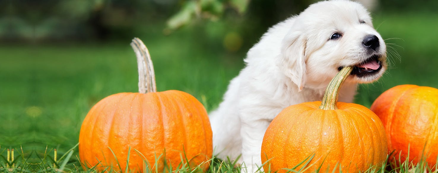 can dogs eat pumpkin leaves