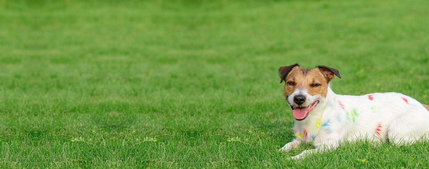 do ultrasonic rodent repellents affect dogs