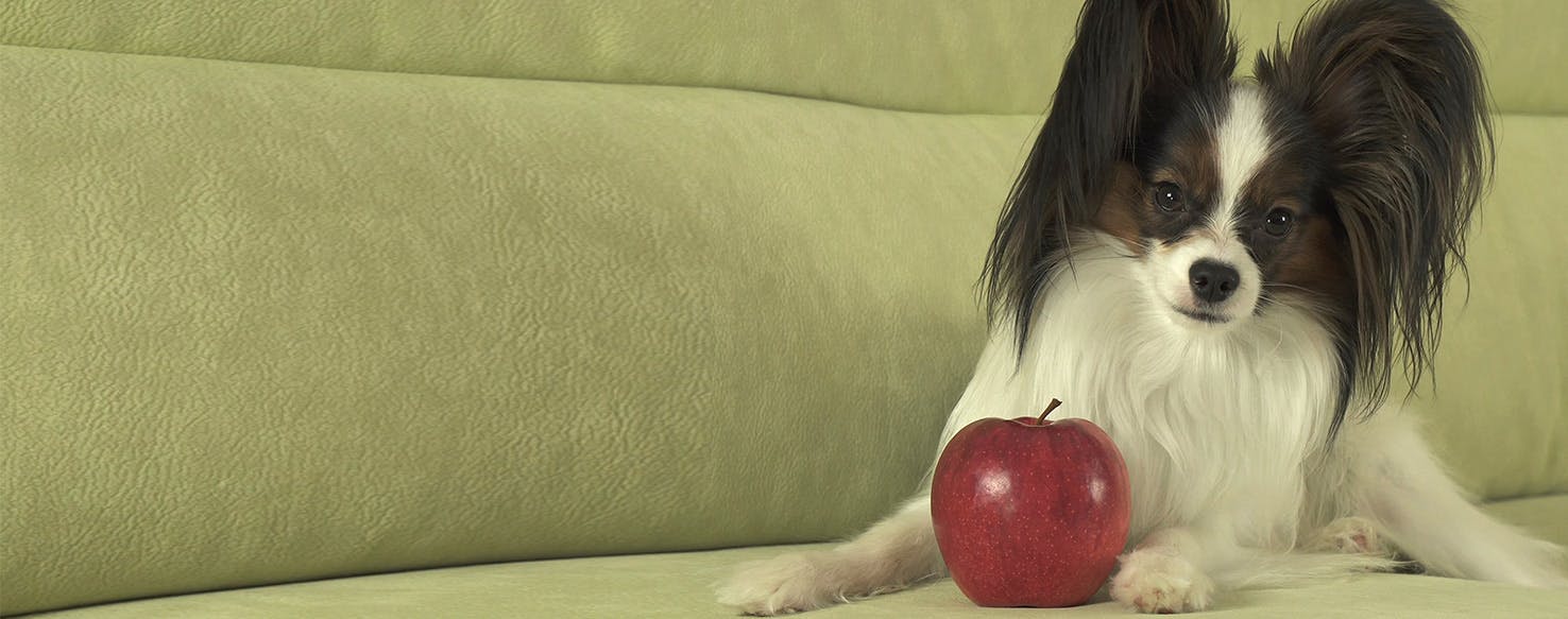 does apples help dog diarrhea