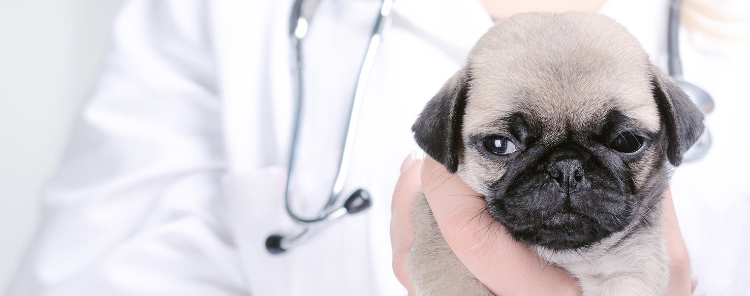 can puppies have vestibular disease