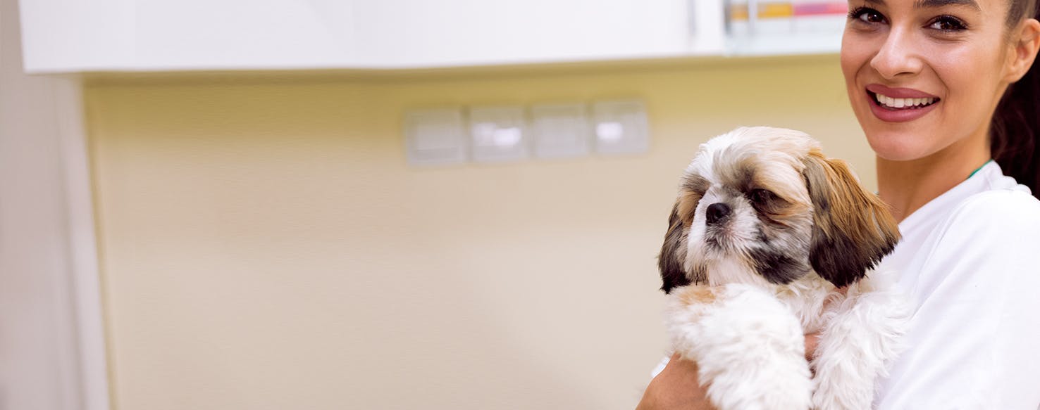 Can Dogs Live with Cushing's Disease?