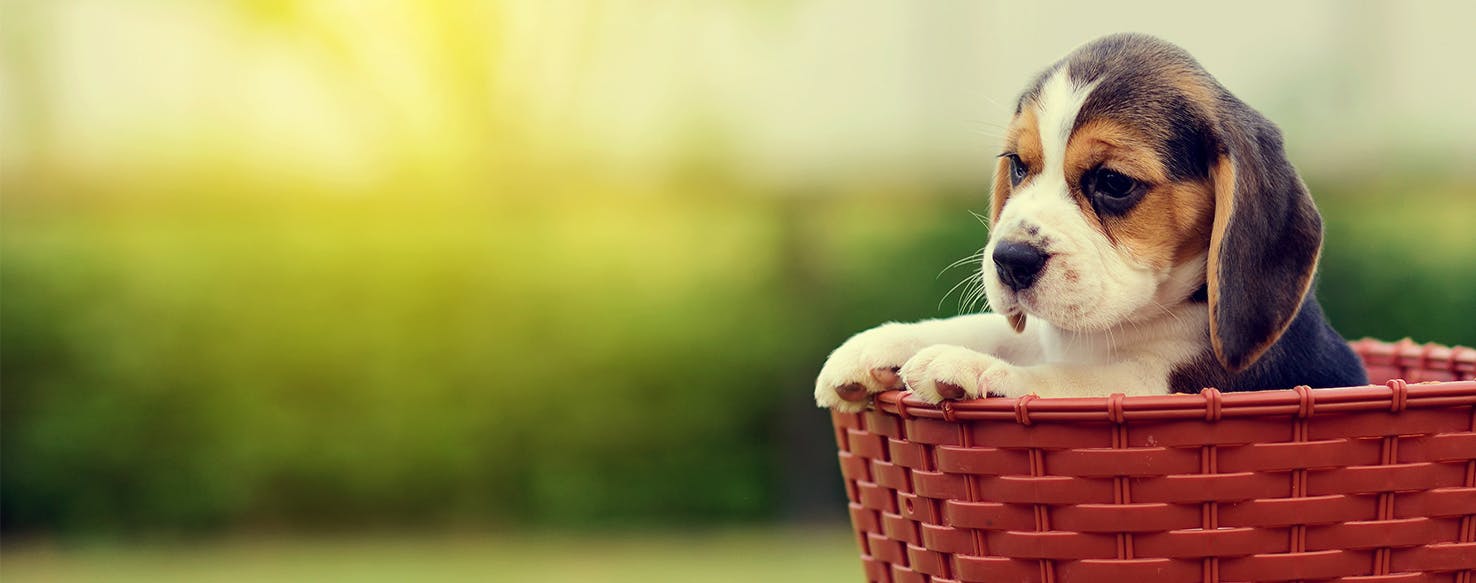 Can Dogs Feel Resentment?
