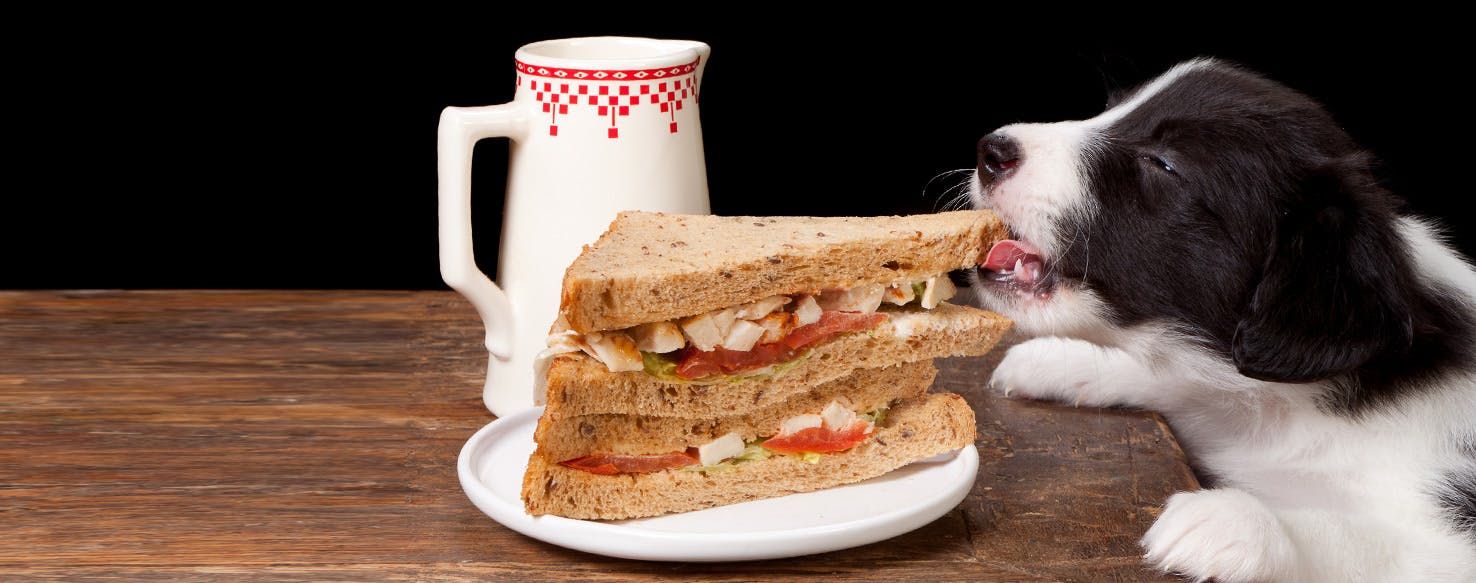 Can Dogs Taste Peppery Food?