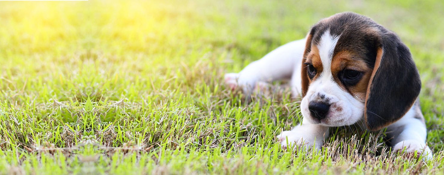Can Dogs Smell Ear Infections?