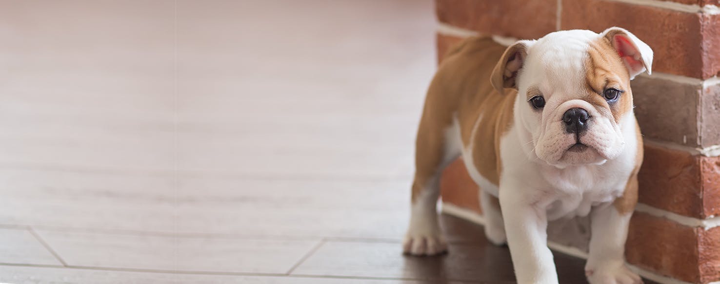 Can Dogs Sense Honesty and Deceit?