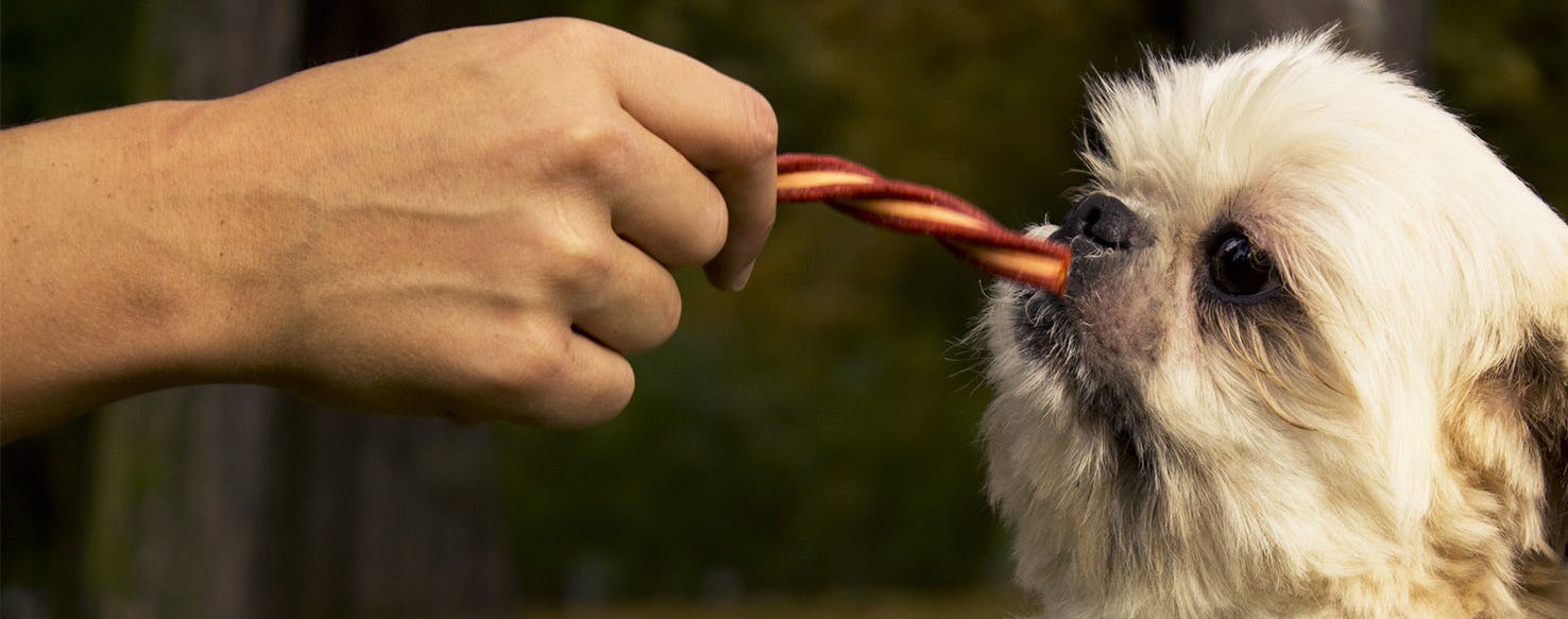 Can Dogs Taste Fizzy food Wag